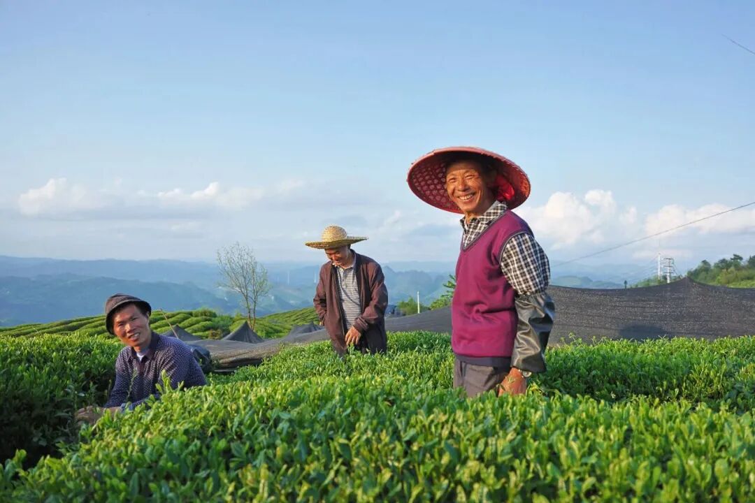 贵茶梵净抹茶入选全国“万企兴万村”案例 贵茶梵净抹茶入选全国“万企兴万村”案例