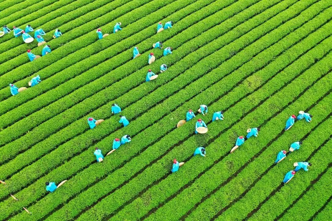 《2026年度黔茶新茶饮推荐原料名录》发布,95家茶企构筑千亿级供应链矩阵 《2026年度黔茶新茶饮推荐原料名录》发布,95家茶企构筑千亿级供应链矩阵